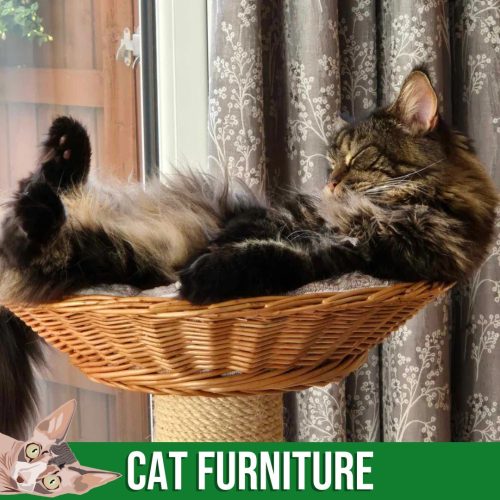 Cat Furniture